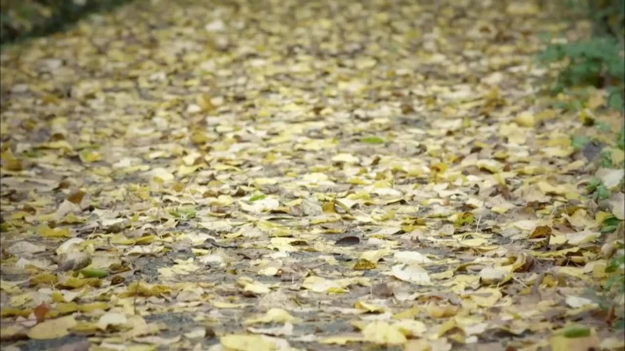 Кадры из сериала Великолепный век (2011)